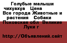 Голубые малыши чихуахуа › Цена ­ 25 000 - Все города Животные и растения » Собаки   . Псковская обл.,Великие Луки г.